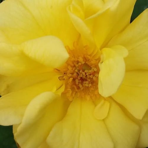 Róże ogrodowe - Rosa  Golden Delight - żółty  - róże rabatowe floribunda - róża ze średnio intensywnym zapachem - Edward Burton Le Grice, LeGrice - W grupach przynosi kwiaty w ostrym żółtym kolorze, w grupach jest dobrą różą zagonkową.
